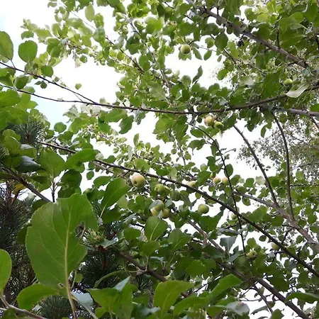 Casa de Campo Simon Tupa *