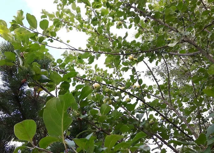 בית כפרי Simon Tupa *